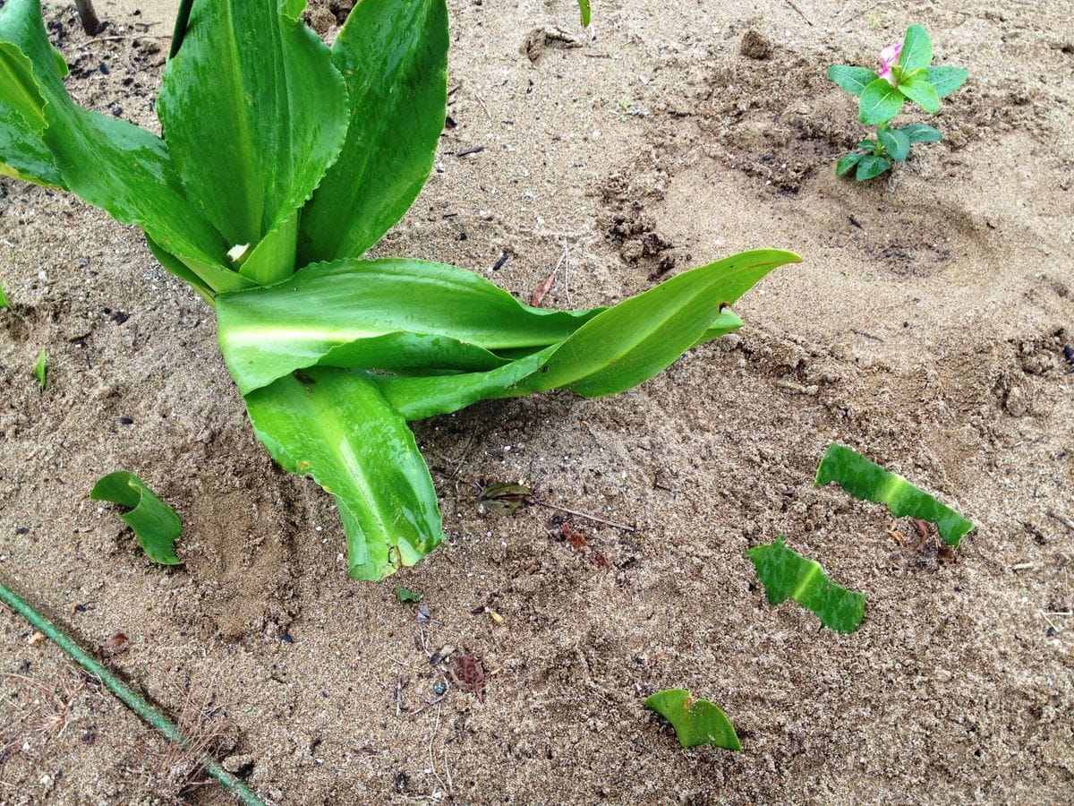 ユーコミスを増やして楽しみたい 8月に葉挿しをした