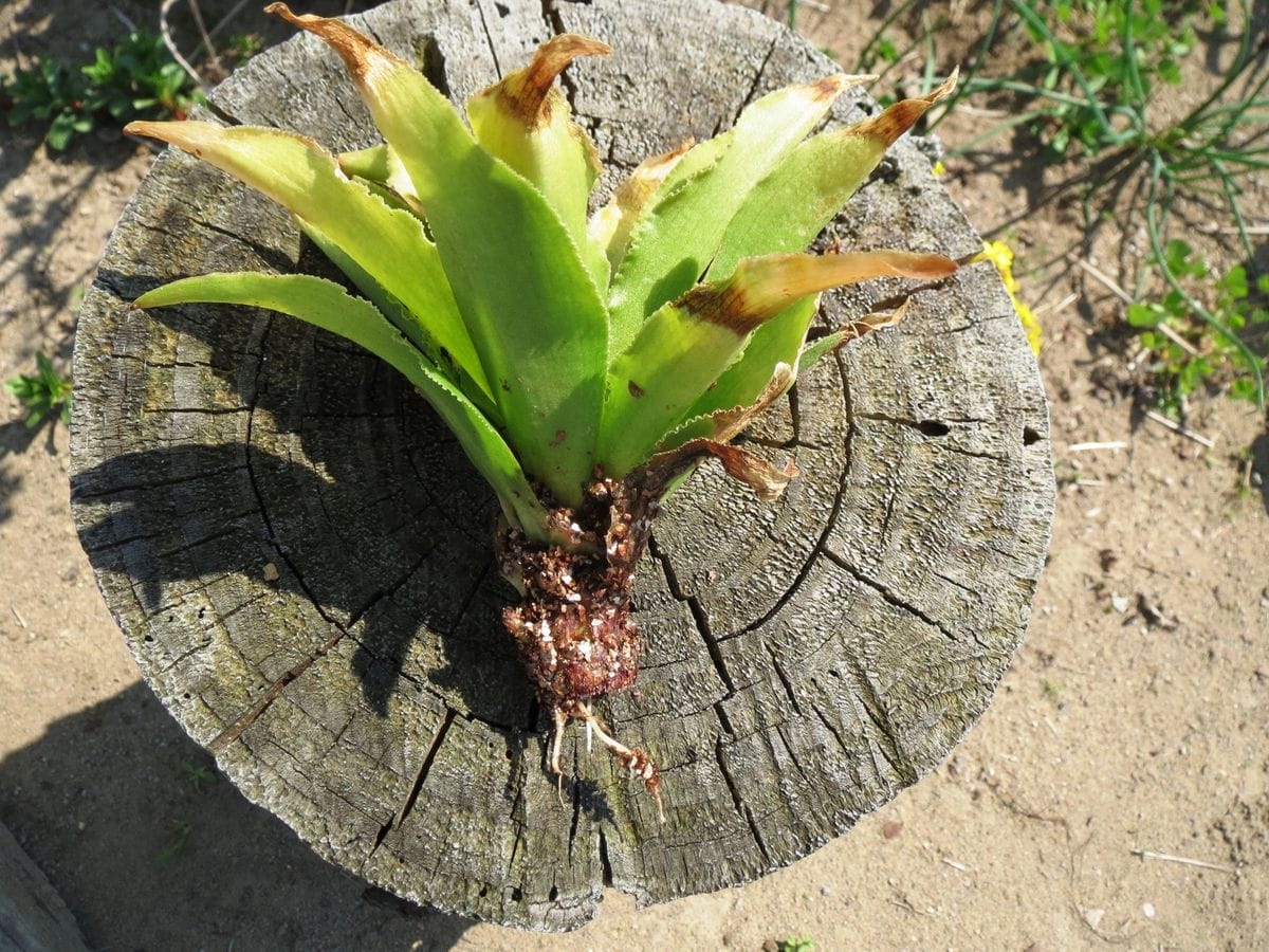 ユーコミスを増やして楽しみたい 秋に挿しておいた先端の芽から発根していた