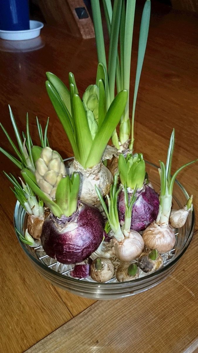 ヒアシンスと水栽培の寄せ植え スレンダーな羽生くんもどき（＾＾）