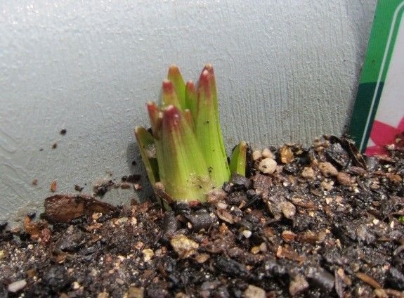 ゆりの植え替えから開花まで 発芽しました