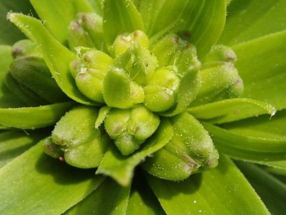 ゆりの植え替えから開花まで 花芽かな