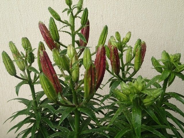 ゆりの植え替えから開花まで 色が出てきました。