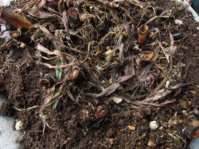 ゆりの植え替えから開花まで