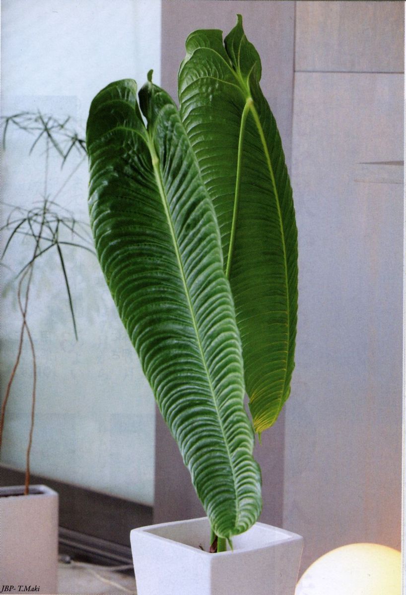 アンスリウム ベイチー （Anthurium veitchii） - 植物/観葉植物