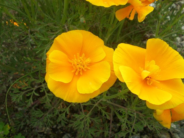 わたしのお気に入り 大きな花