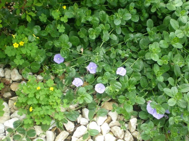 さわやかな色の花 グランドカバーに最適