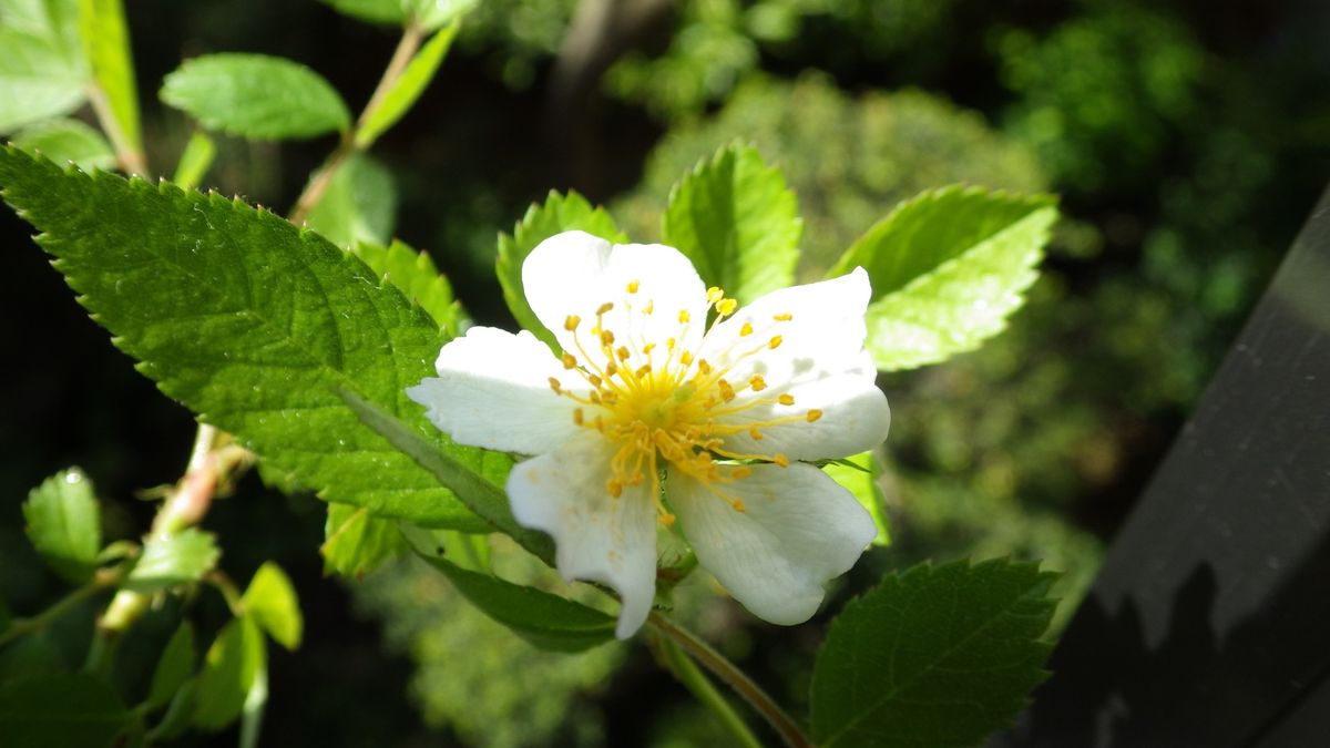 ノイバラの種まきと接木 ノイバラの花