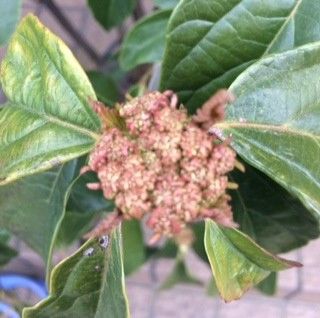 春が待ち遠しい！ 花芽が成長