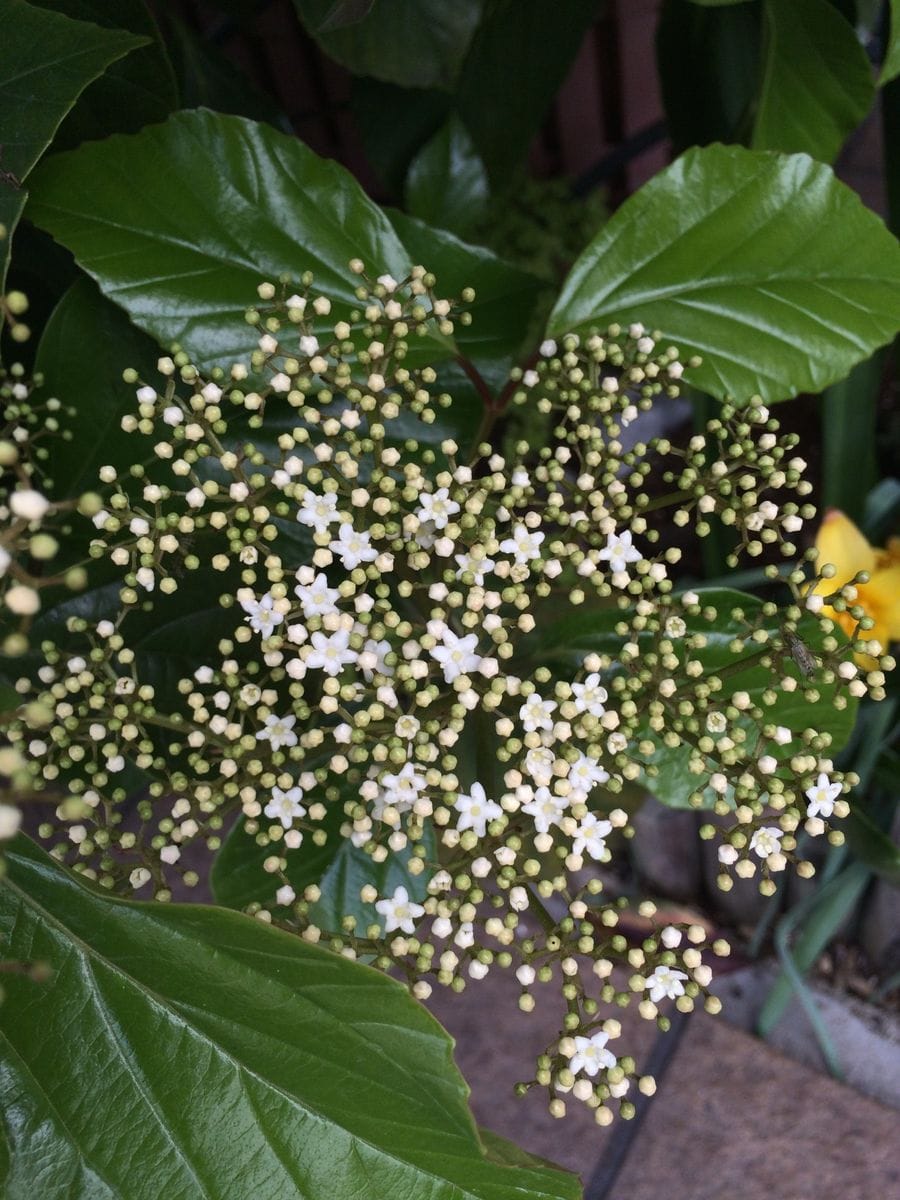 春が待ち遠しい！ 開花