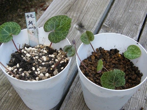 八重咲きシクラメン　チモの種まき 植え替えました♡