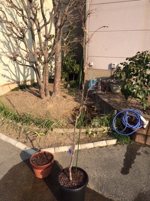 さくら 御衣黄桜