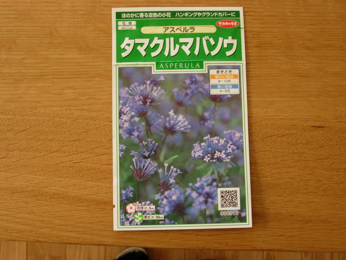 タネから・・・控えめな人気者★アスペルラ 2012年 10月  種撒き