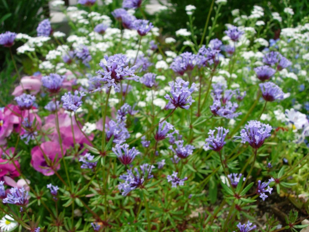 花の種　アスペルラ　 種子