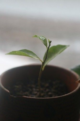 頑張れ挿し木っこ！ 挿し木後薬２カ月半で新芽が出てきました