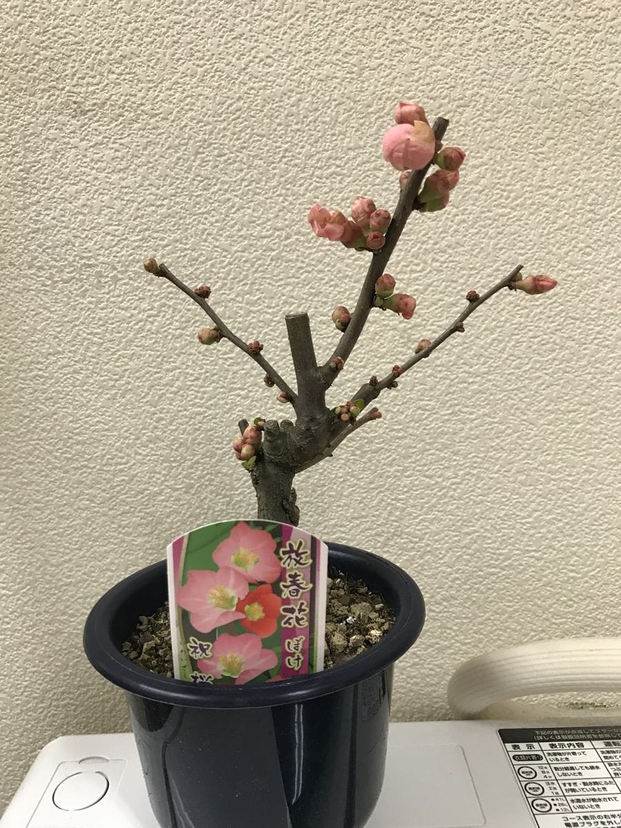 緋の御旗 祝桜 購入