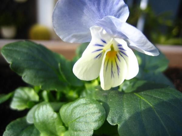 自家採りのタネのパンジー栽培 開花しました！