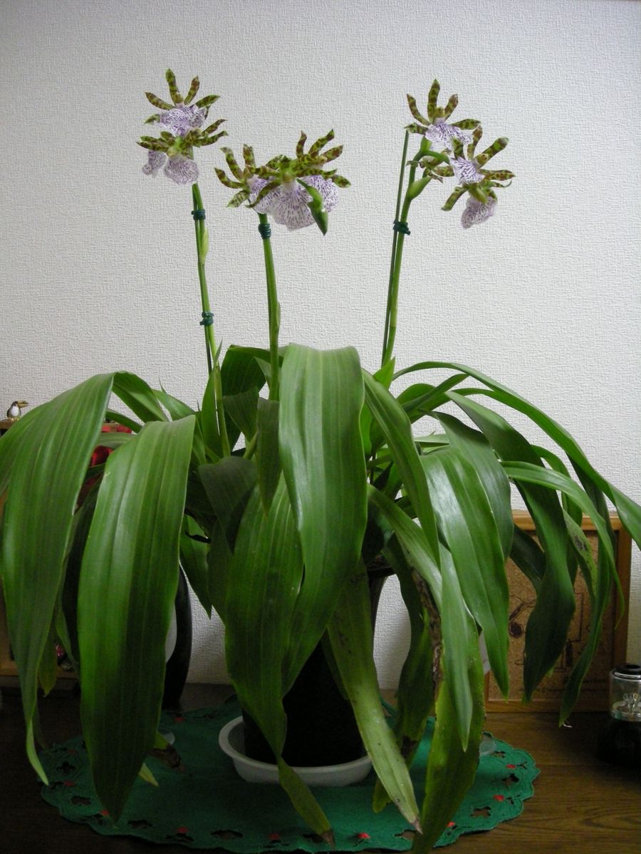 毎年正月に花と香りを楽しませてくれます １２月中旬　開花