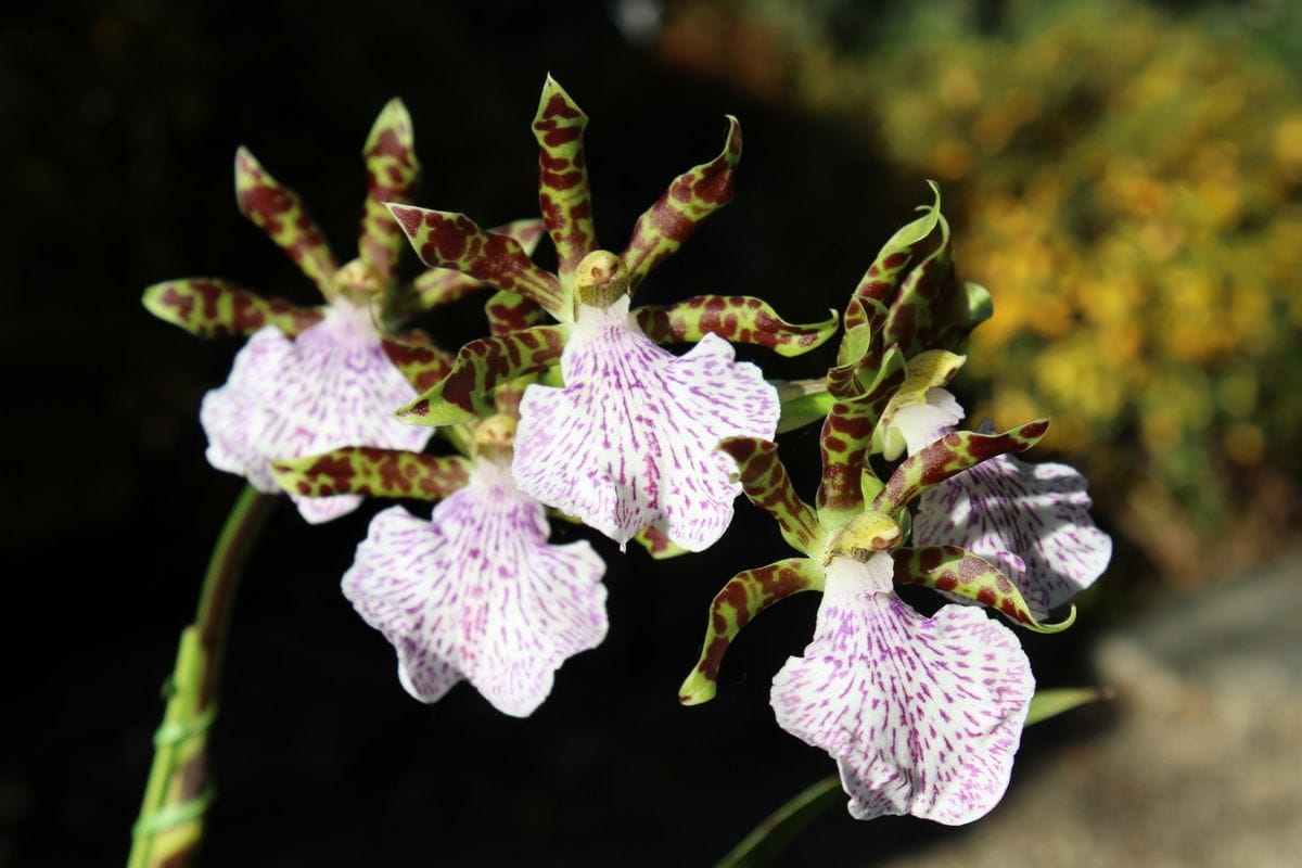 毎年正月に花と香りを楽しませてくれます