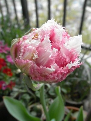 ベランダで、ピンクのラブちゃん♡ 開花～