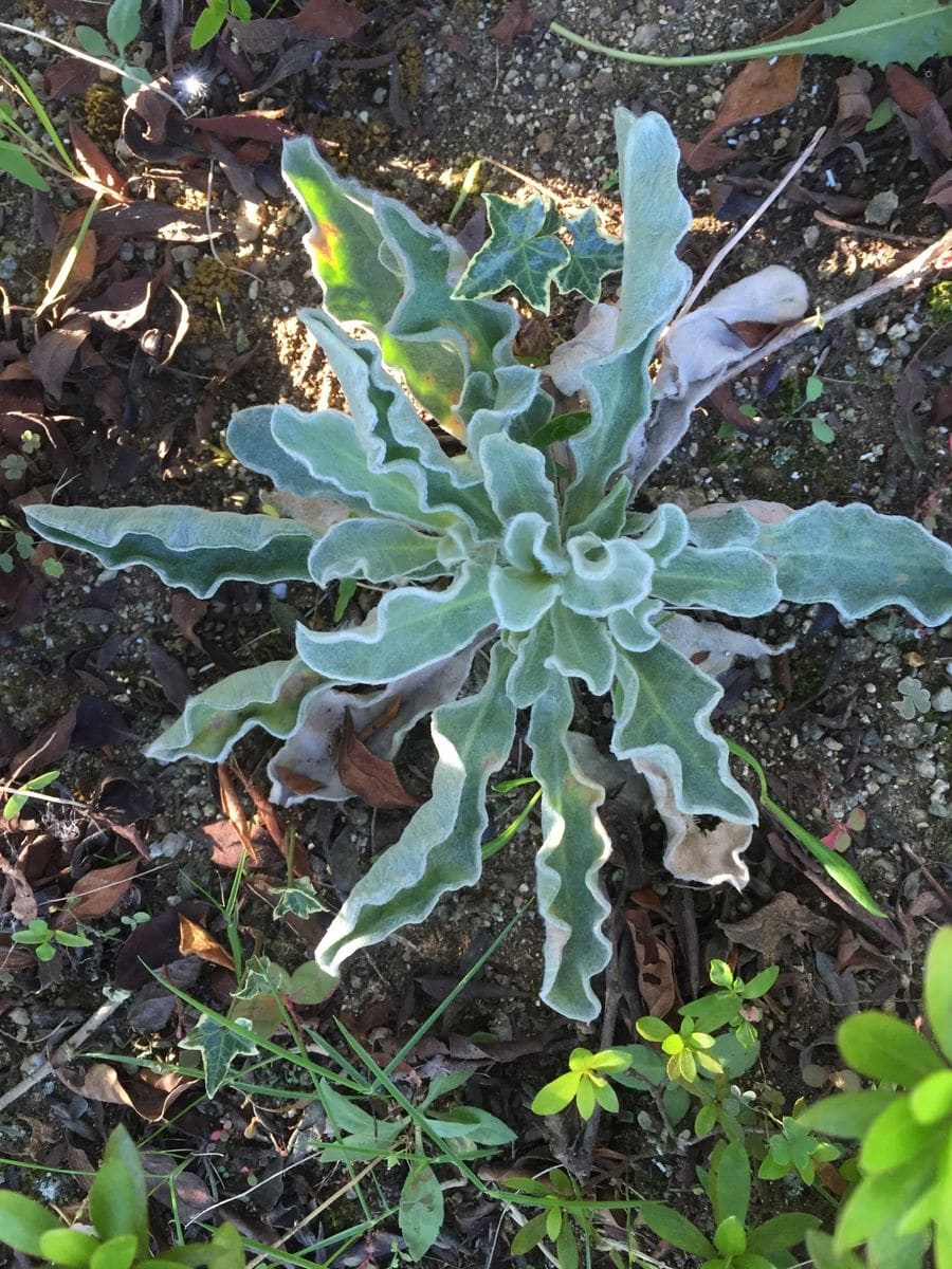 種から育てるリクニス・コロナリア・アルバ 花茎を株元でカットして