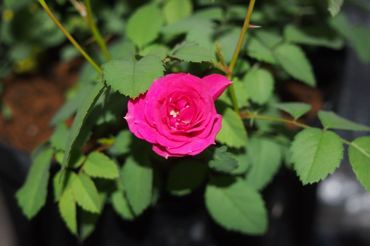 ミニバラの交配と実生その2 二番花のアップ画像