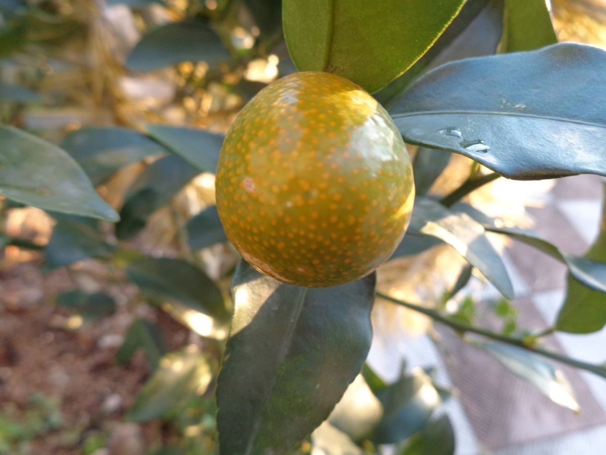 甘ーい種なし金柑　生で食べたい no.2 今年の実は大きいぞー