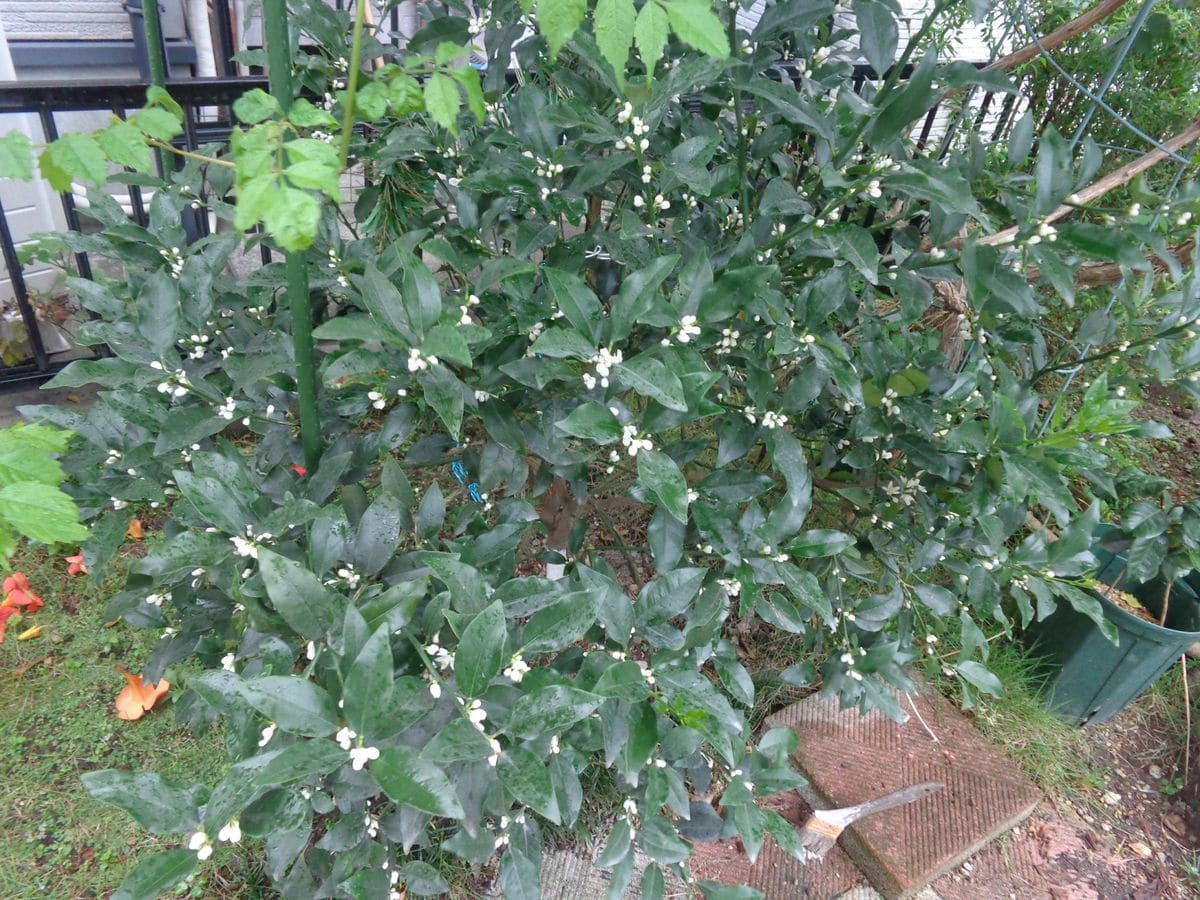 甘ーい種なし金柑　生で食べたい no.2 7/19　今年の花もたくさん咲きました。