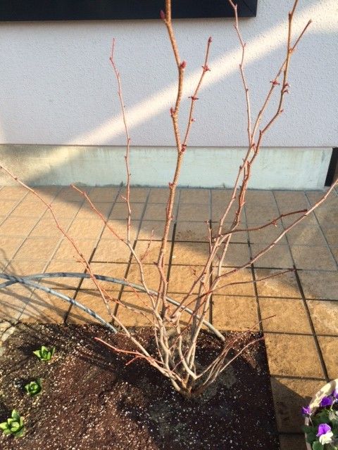 まるばのき 植付け