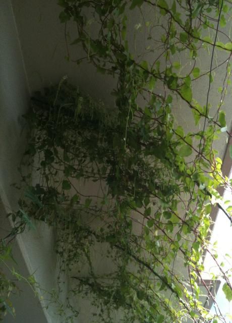 2010年緑のカーテン雲南百薬(オカワカメ)失敗例 天井近くで生い茂る