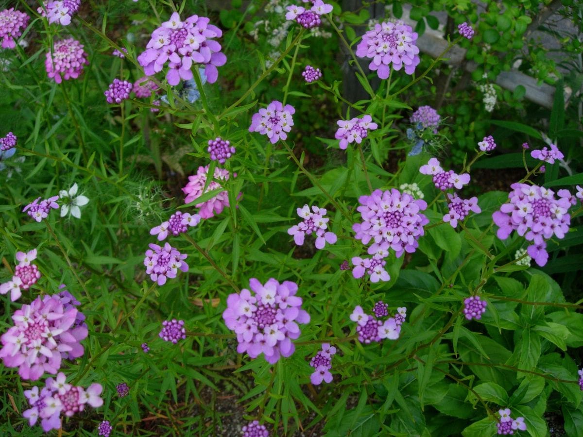 タネから・・ポップカラーの一年草イベリス 薄紫の花も。