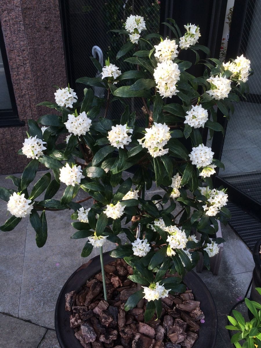 沈丁花 満開 白花沈丁花