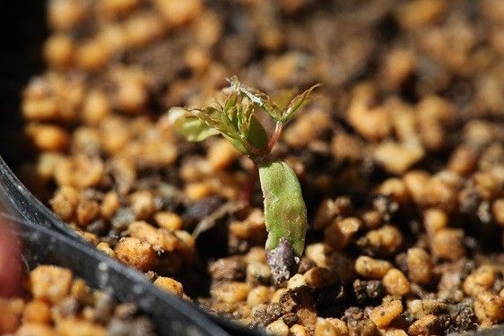 モミジの種蒔いてみた3号 3月23日撮影