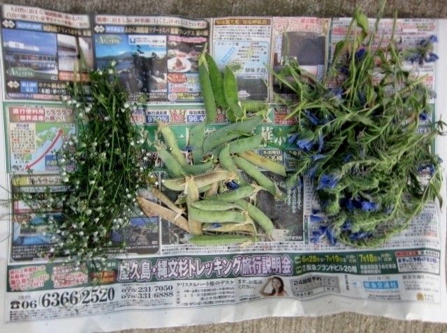 蕾はピンク花はブルーのエキウム　ブルガレの種蒔き 種を採りました。