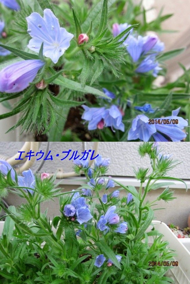 蕾はピンク花はブルーのエキウム　ブルガレの種蒔き 蕾はピンク咲くとブルーの花咲きました～♪