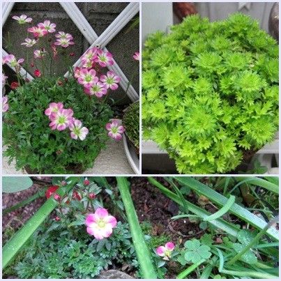 雲間草の今年の花と来年も楽しみたい～ 地植えにした雲間草も元気です。