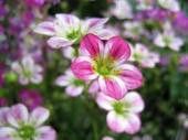 雲間草の今年の花と来年も楽しみたい～