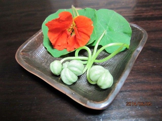 ナスタチュームの葉と花と種も食べてみよう 出来立てほやほやの種食べました♪