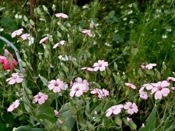 種蒔きサポナリア ５月末開花確認