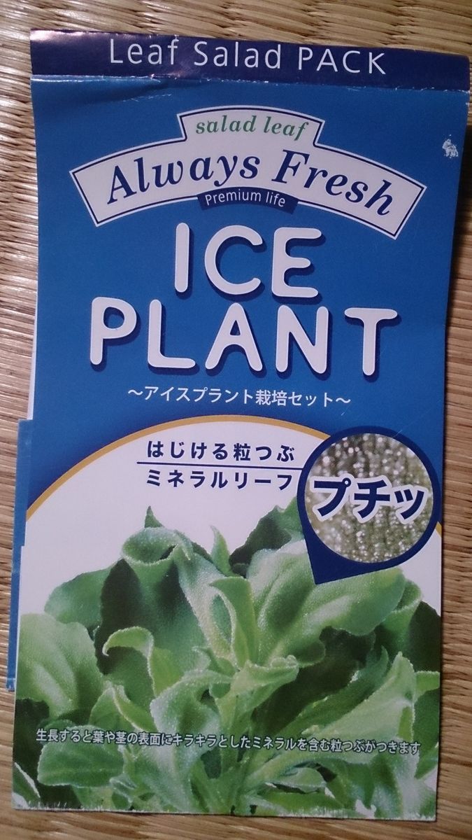    アイスプラント