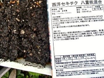 西洋八重セキチク ４月６日種蒔き