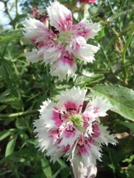 西洋八重セキチク その他の花