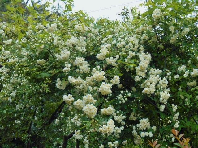 貴方にもできるツルバラ育成 もっこうばら白の縁側から