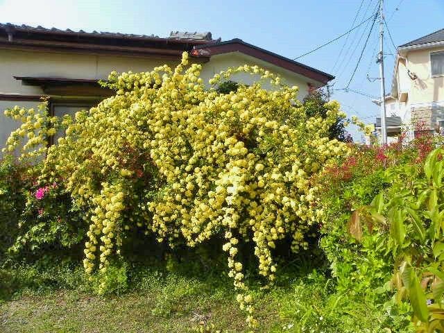 貴方にもできるツルバラ育成 黄色もっこうの今