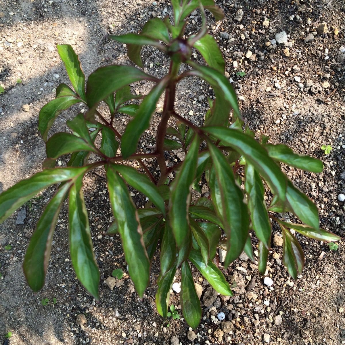 立てば芍薬 26年4月10日