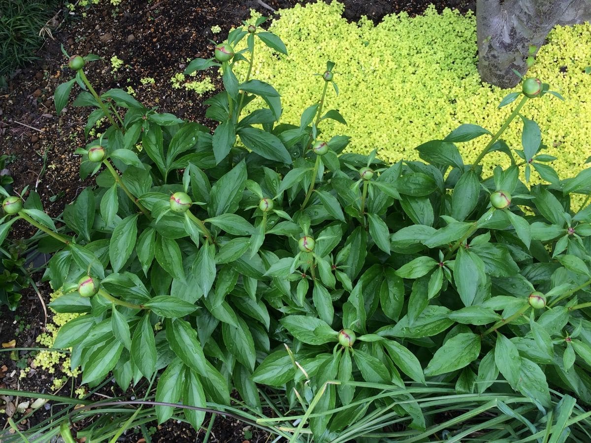 立てば芍薬 生育中