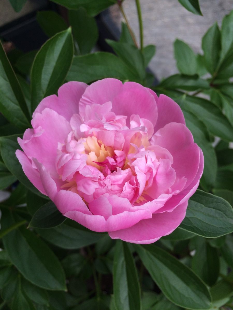 立てば芍薬 植木鉢 開花