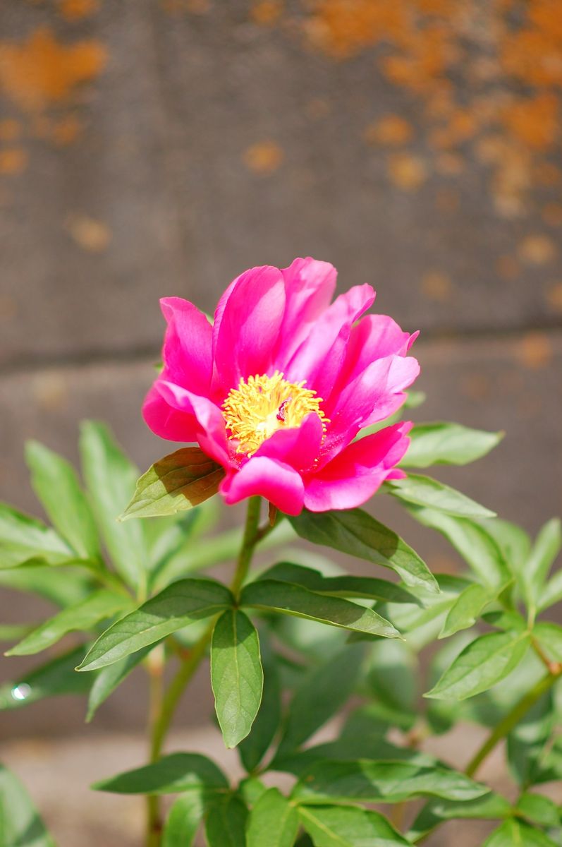 立てよ芍薬【完了】 開花