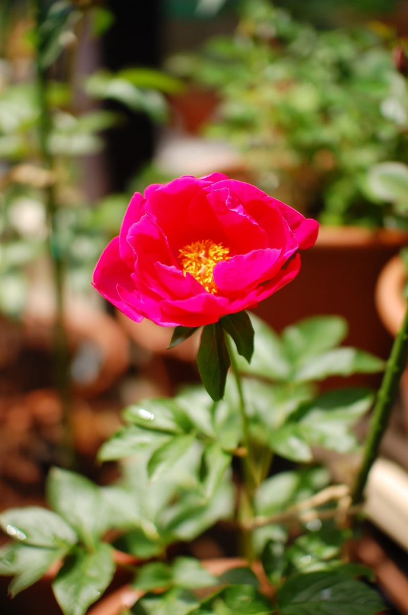 立てよ芍薬【完了】 開花