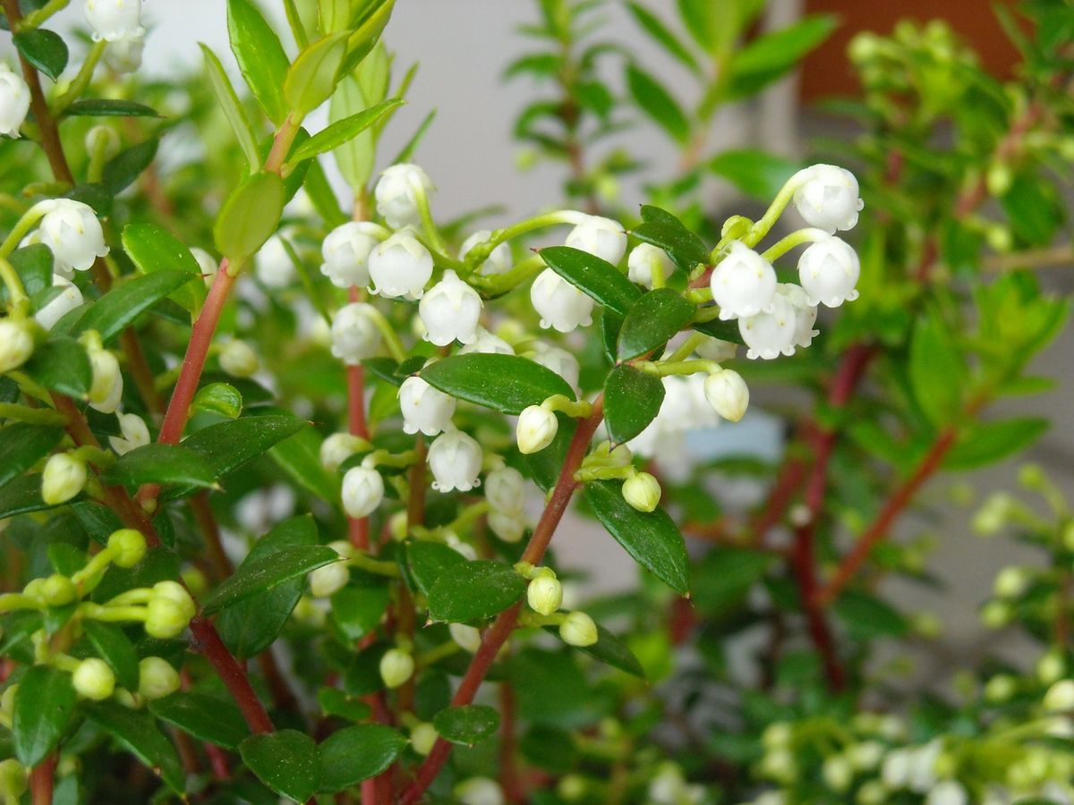 ハッピーベリー（ペルネチア・真珠の木）の育ち方 花が咲き進んでいます！