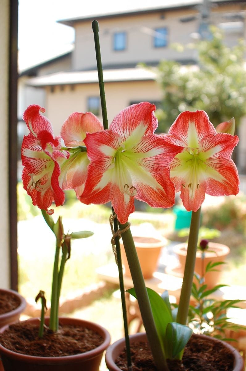 憧れのアマリリス【完了】 開花